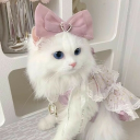 Discovery icon for 🎀 Ask To Dm ^⩊^⟆ Cutecats﹒Social﹒Active﹒Guild tags﹒Vcs﹒Giveaways & Emotes﹒Ask2DM Discord server